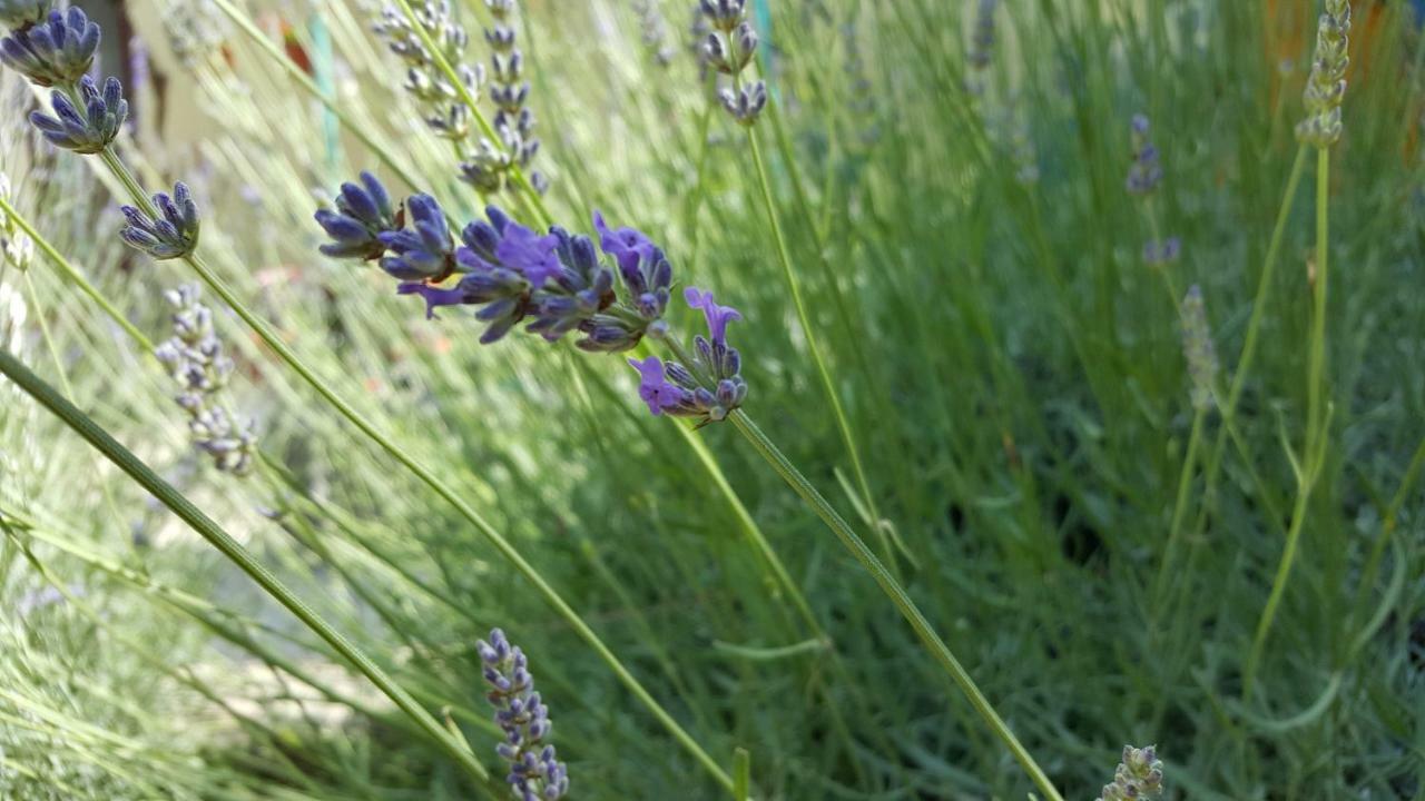 Barone 4 You Šibenik Dış mekan fotoğraf