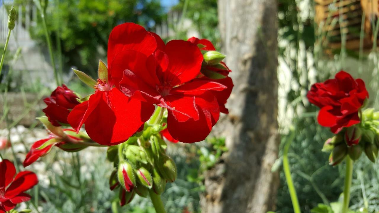 Barone 4 You Šibenik Dış mekan fotoğraf